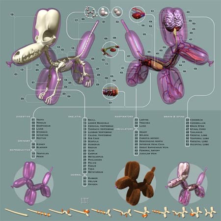 pneumatic_anatomica.jpg